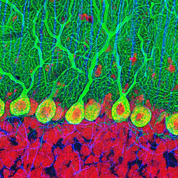 Meet your Posher, Helena - Picture 1 of 1